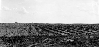 Cloverleaf Farm - Summer Fallow