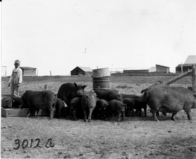 Cloverleaf Farm