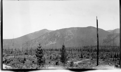 Wonlo Farm - Burned Forest