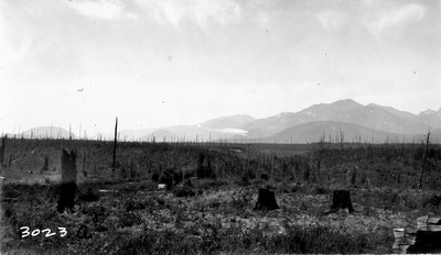 Wonlo Farm - Burned Forest
