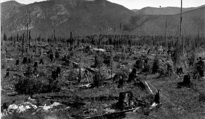 Wonlo Farm - Burned Forest