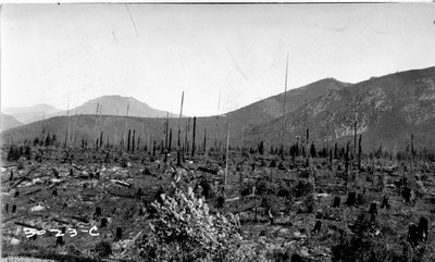 Wonlo Farm - Burned Forest