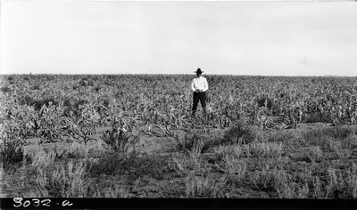 Richland Farm - Corn