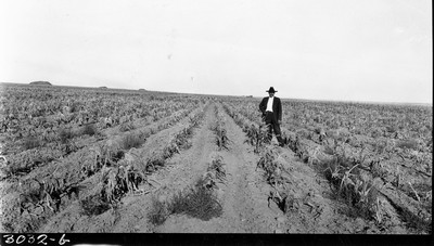 Richland Farm - Corn