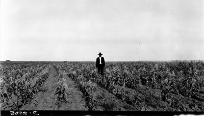 Richland Farm - Corn