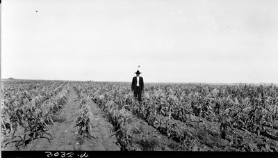 Richland Farm - Corn