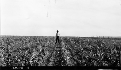 Richland Farm - Corn