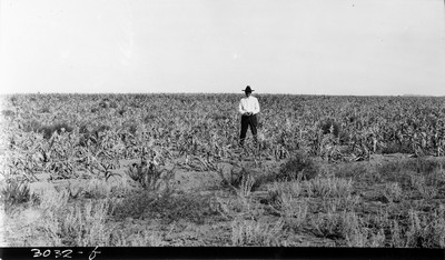 Richland Farm - Corn
