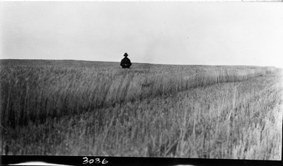 Wheat Field