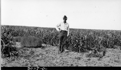 Davis Farm - Corn