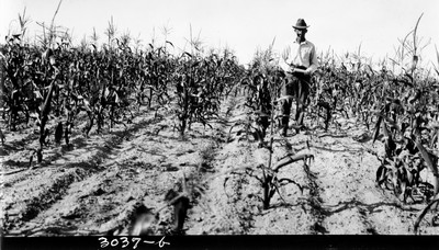 Davis Farm - Corn