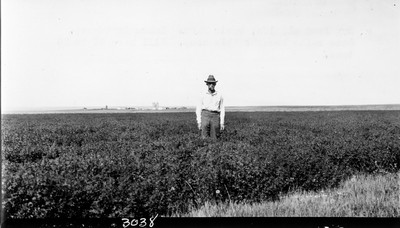 Davis Farm - Alfalfa