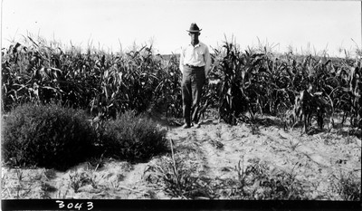 Davis Farm - Corn