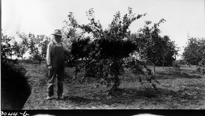 Orchard