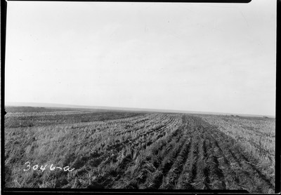 Lone Warrior Farm - Wheat