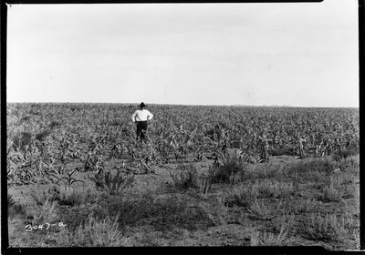 Rosebud Farm - Corn