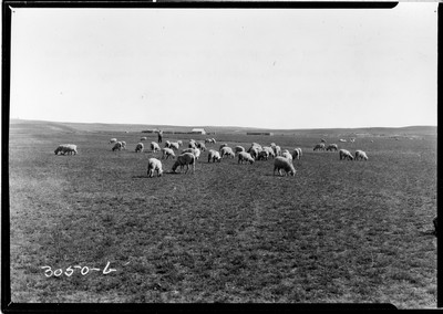 Richland Farm - Sheep