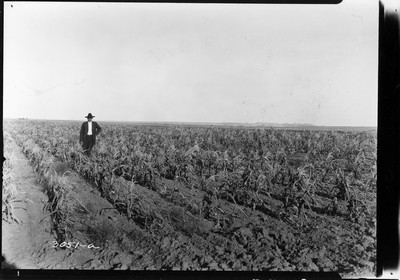 Rosebud Farm - Corn