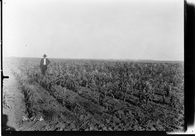 Rosebud Farm - Corn