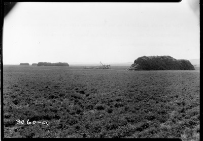 Wiota Farm - Alfalfa