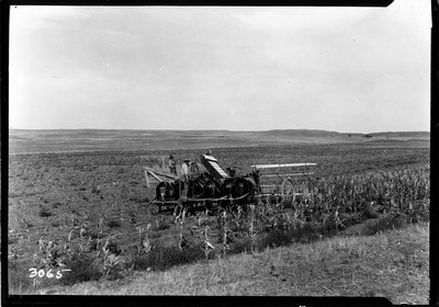 Corn - Harvesting