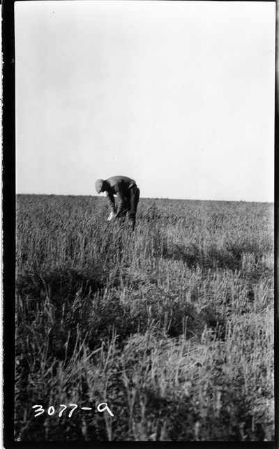 Grain Field