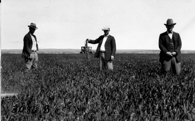 Lone Warrior Farm - Wheat