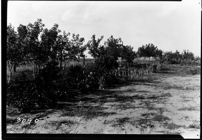 Dry Land Garden