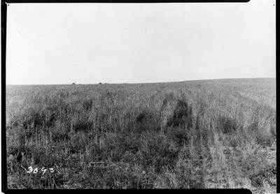 Wheat - Harvesting