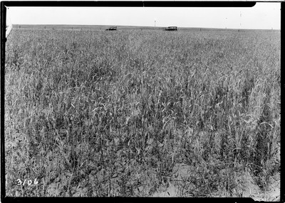 Combining Wheat