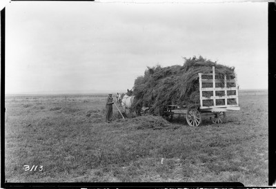 Davis Farm - Alfalfa