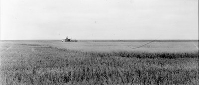 Davis Farm - Oats