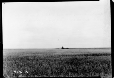 Davis Farm - Oats