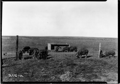 Cloverleaf Farm
