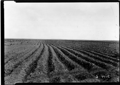 Cloverleaf Farm - Summer Fallow