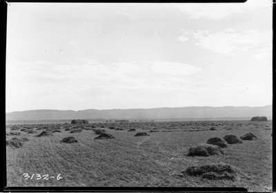 Wiota Farm - Alfalfa