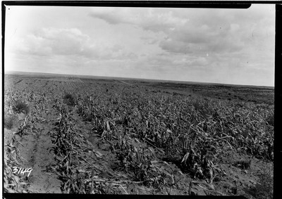 Davis Farm - Corn