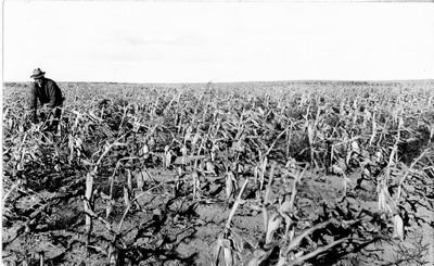 Davis Farm - Corn