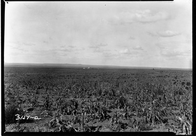 Davis Farm - Corn