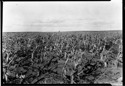 Davis Farm - Corn