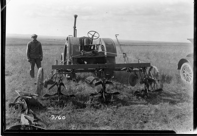 Davis Farm - Wheat