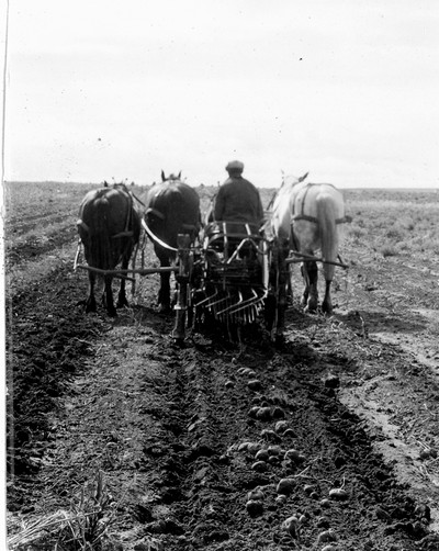 Davis Farm - Potatoes