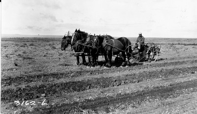 Davis Farm - Potatoes