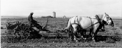 Davis Farm - Potatoes