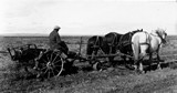 Davis Farm - Potatoes