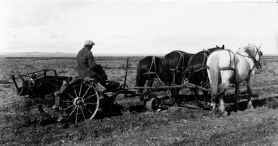 Davis Farm - Potatoes