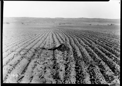 Davis Farm