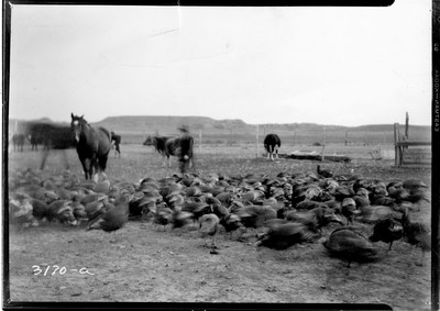 Turkeys
