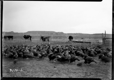 Turkeys