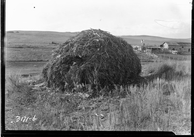 Corn Stacks